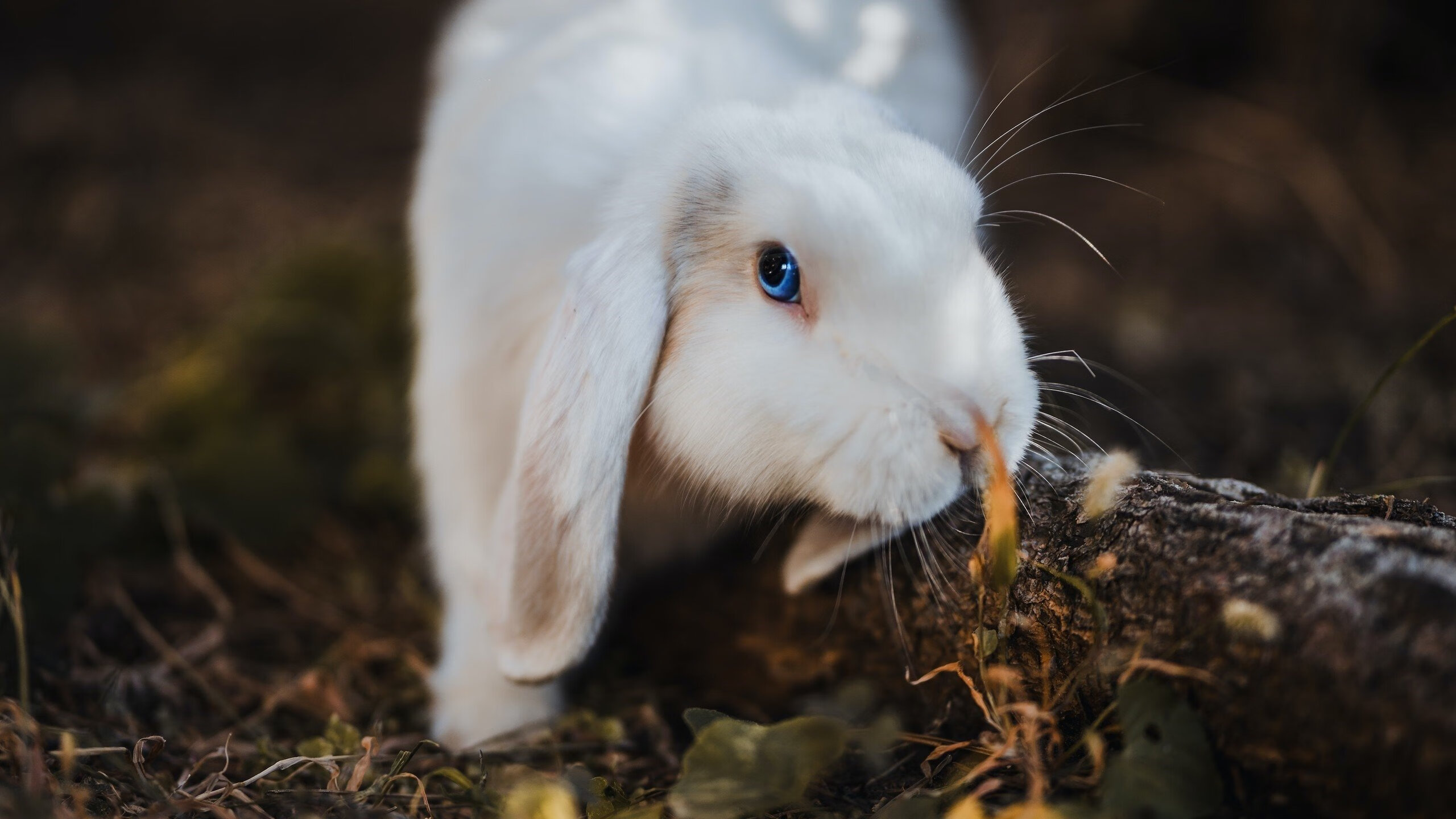 爱游戏全站-_篮网攻守兼备，联盟领先地位稳固_，篮网的篮球