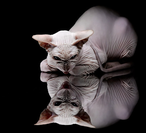 《守望先锋2025年度锦标赛,战术酣畅淋漓》,守望先锋2020决赛